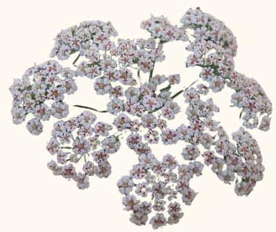 Trachyspermum ammi